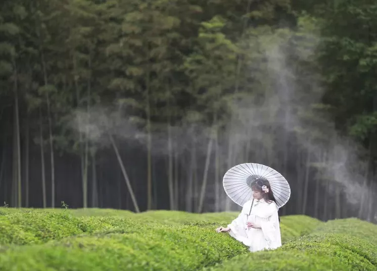 茶海与竹林